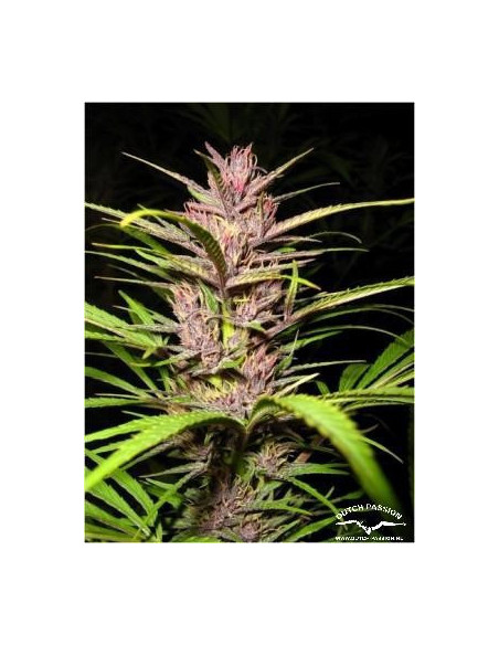 Purple 1 Feminizovaná (Dutch Passion)-Dutch Passion-GnomesGarden