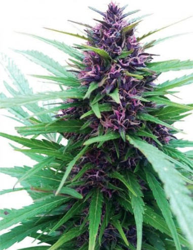 Shaman Regularní (Dutch Passion)-Dutch Passion-GnomesGarden