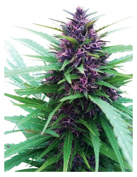 Shaman Regularní (Dutch Passion)-Dutch Passion-GnomesGarden