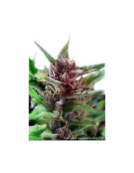 Shaman Regular (Dutch Passion)-Dutch Passion-GnomesGarden