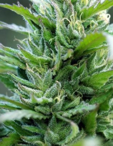 Shaman Regular (Dutch Passion)-Dutch Passion-GnomesGarden
