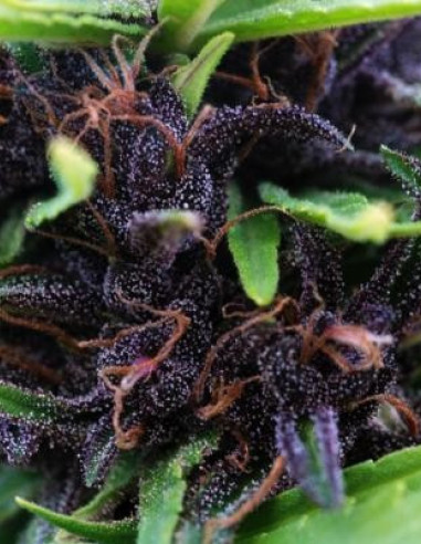 Shaman Regularní (Dutch Passion)-Dutch Passion-GnomesGarden