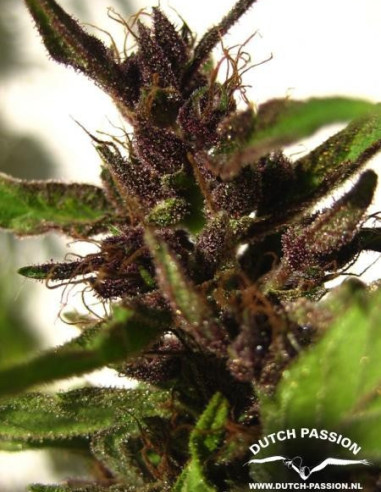 Shaman Regularne (Dutch Passion)-Dutch Passion-GnomesGarden