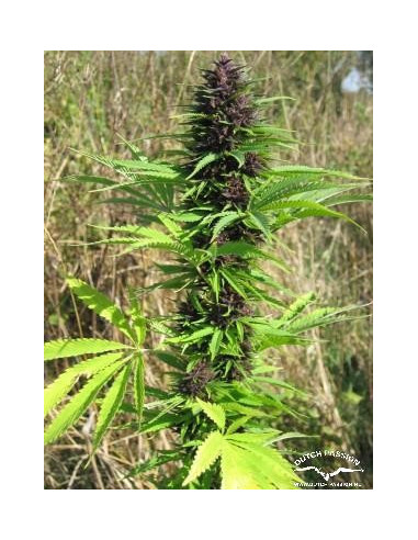 Shaman Regular (Dutch Passion)-Dutch Passion-GnomesGarden