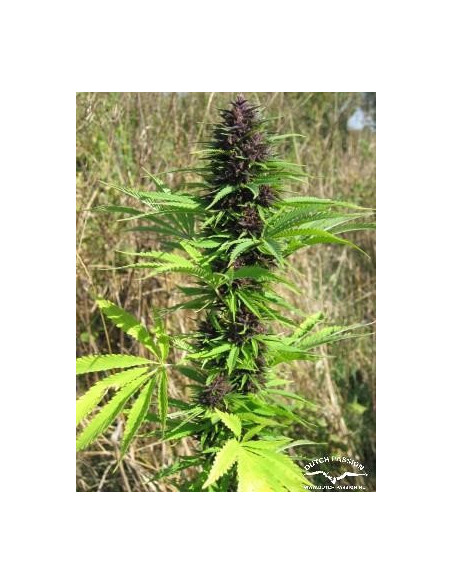 Shaman Regularne (Dutch Passion)-Dutch Passion-GnomesGarden