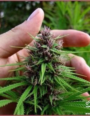 Shaman Regularne (Dutch Passion)-Dutch Passion-GnomesGarden