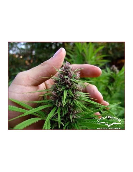 Shaman Regular (Dutch Passion)-Dutch Passion-GnomesGarden