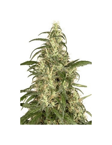 Skunk 11 Feminisiert (Dutch Passion)-Dutch Passion-GnomesGarden