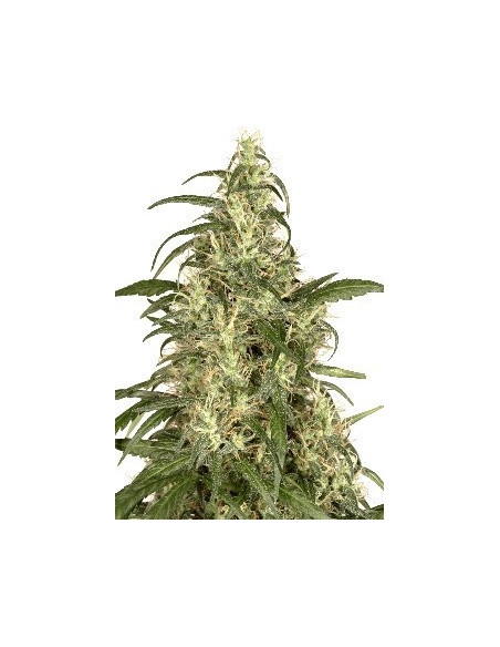 Skunk 11 Feminisiert (Dutch Passion)-Dutch Passion-GnomesGarden