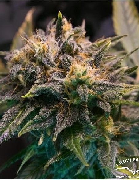 Strawberry Cough Feminisiert (Dutch Passion)-Dutch Passion-GnomesGarden