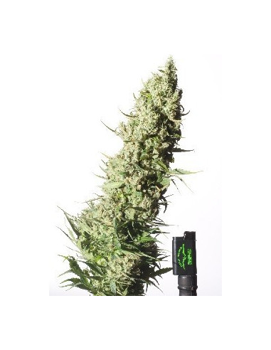 The Ultimate Feminizada (Dutch Passion)-Dutch Passion-GnomesGarden