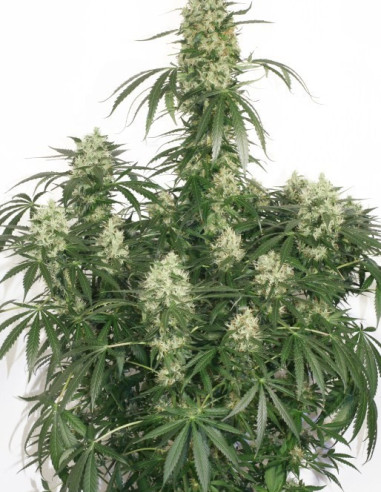The Ultimate Feminized (Dutch Passion)-Dutch Passion-GnomesGarden