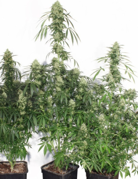The Ultimate Feminized (Dutch Passion)-Dutch Passion-GnomesGarden