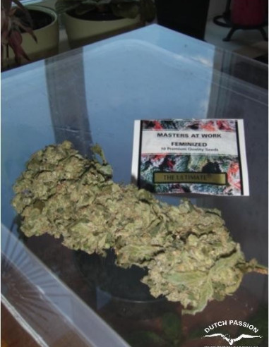 The Ultimate Feminizada (Dutch Passion)-Dutch Passion-GnomesGarden