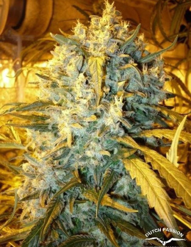 The Ultimate Feminized (Dutch Passion)-Dutch Passion-GnomesGarden