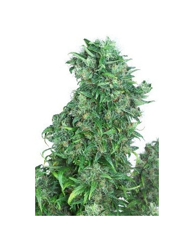 Think Different Auto Feminisierte (Dutch Passion)-Dutch Passion-GnomesGarden
