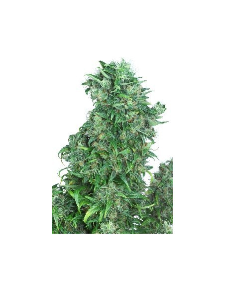 Think Different Auto Feminizowane (Dutch Passion)-Dutch Passion-GnomesGarden