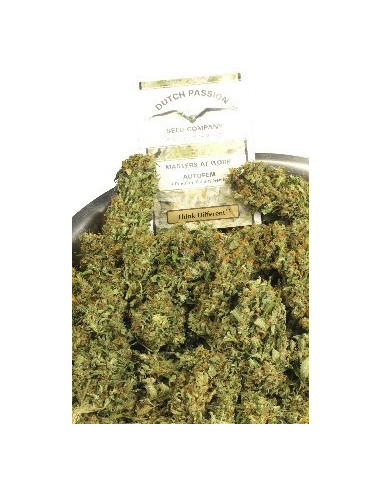 Think Different Auto Feminisierte (Dutch Passion)-Dutch Passion-GnomesGarden