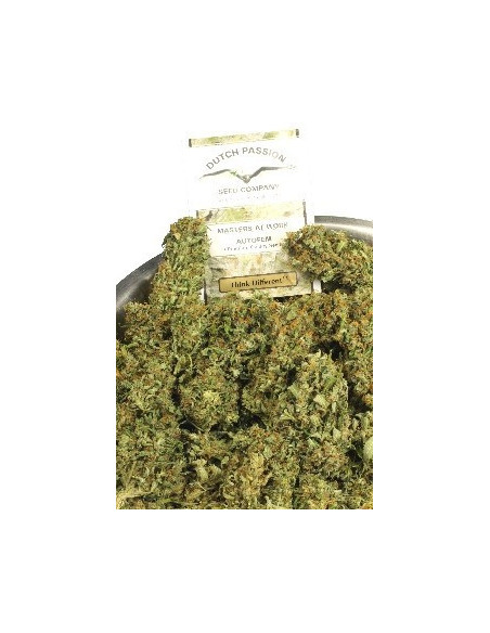 Think Different Auto Feminisierte (Dutch Passion)-Dutch Passion-GnomesGarden