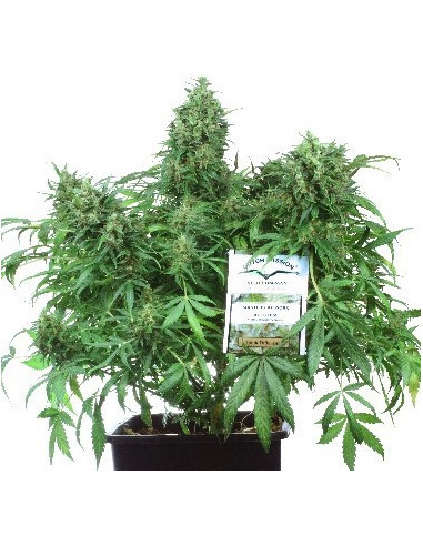 Think Different Auto Feminizowane (Dutch Passion)-Dutch Passion-GnomesGarden