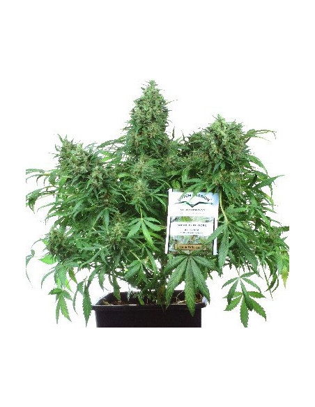 Think Different Auto Feminizowane (Dutch Passion)-Dutch Passion-GnomesGarden
