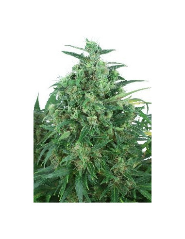 Think Different Auto Feminisierte (Dutch Passion)-Dutch Passion-GnomesGarden