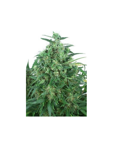 Think Different Auto Feminizowane (Dutch Passion)-Dutch Passion-GnomesGarden