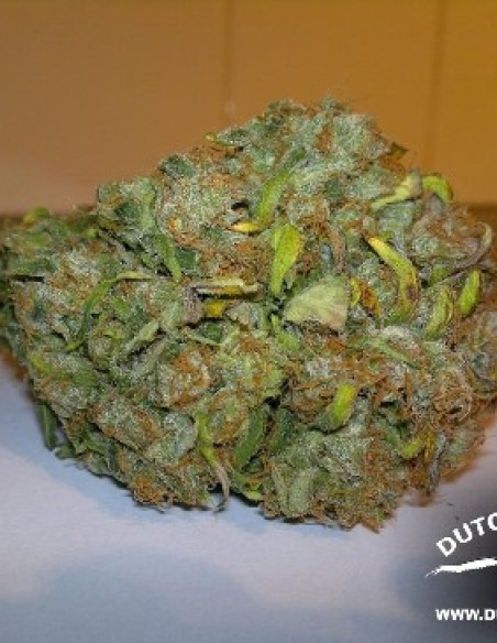 Think Different Auto Feminizowane (Dutch Passion)-Dutch Passion-GnomesGarden