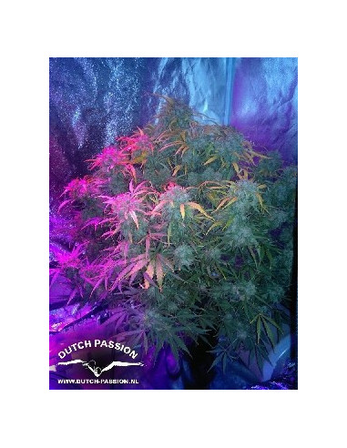 Think Different Auto Feminizowane (Dutch Passion)-Dutch Passion-GnomesGarden