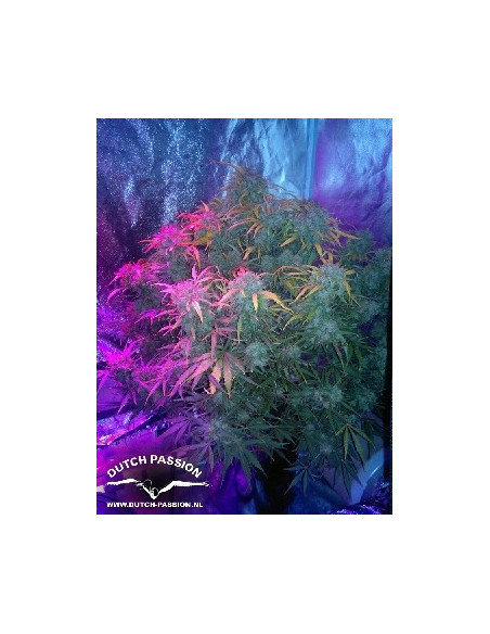 Think Different Auto Feminized (Dutch Passion)-Dutch Passion-GnomesGarden
