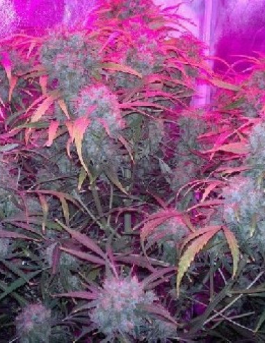 Think Different Auto Feminized (Dutch Passion)-Dutch Passion-GnomesGarden