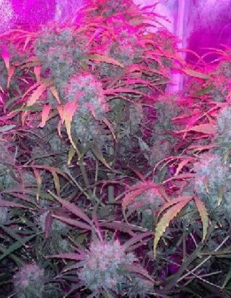 Think Different Auto Feminisierte (Dutch Passion)-Dutch Passion-GnomesGarden