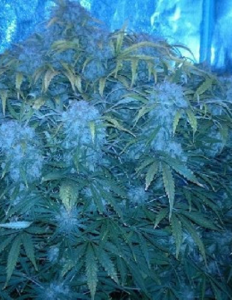 Think Different Auto Feminized (Dutch Passion)-Dutch Passion-GnomesGarden