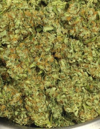 Think Different Auto Feminizowane (Dutch Passion)-Dutch Passion-GnomesGarden