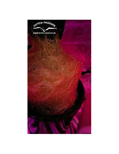 Think Different Auto Feminizowane (Dutch Passion)-Dutch Passion-GnomesGarden