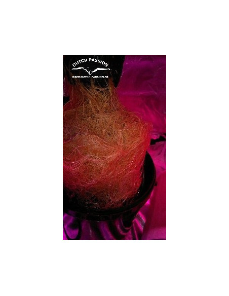 Think Different Auto Feminizowane (Dutch Passion)-Dutch Passion-GnomesGarden