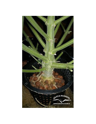 Think Different Auto Feminized (Dutch Passion)-Dutch Passion-GnomesGarden