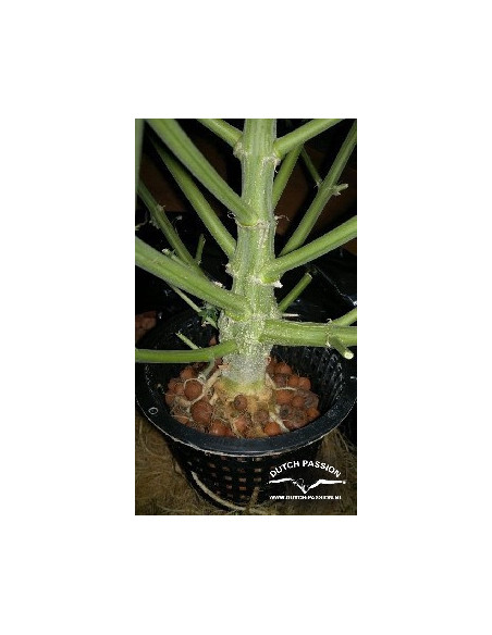 Think Different Auto Feminized (Dutch Passion)-Dutch Passion-GnomesGarden