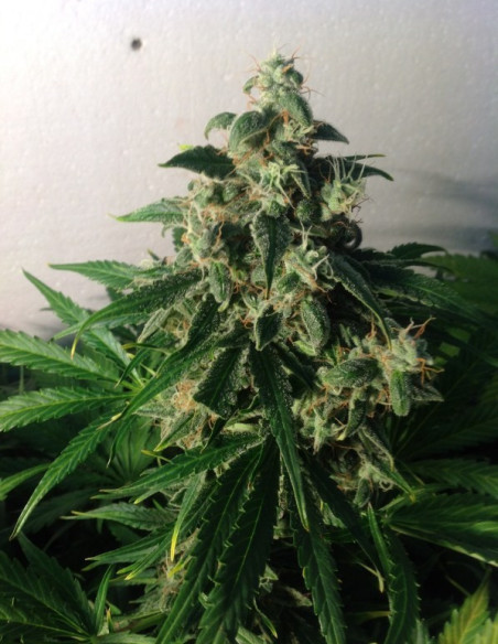 Think Different Auto Feminisierte (Dutch Passion)-Dutch Passion-GnomesGarden
