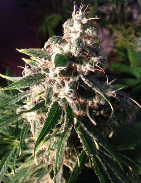 Think Different Auto Feminisierte (Dutch Passion)-Dutch Passion-GnomesGarden