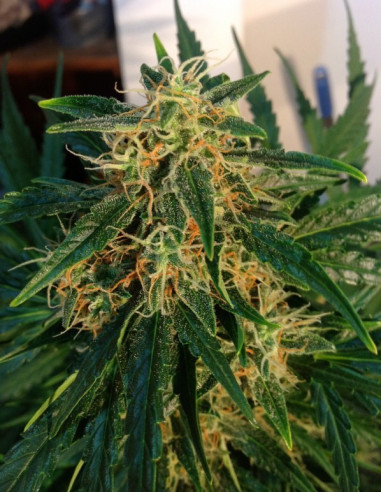 Think Different Auto Feminisierte (Dutch Passion)-Dutch Passion-GnomesGarden