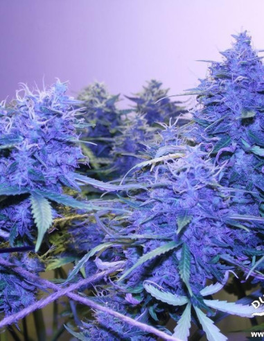 Think Different Auto Feminized (Dutch Passion)-Dutch Passion-GnomesGarden