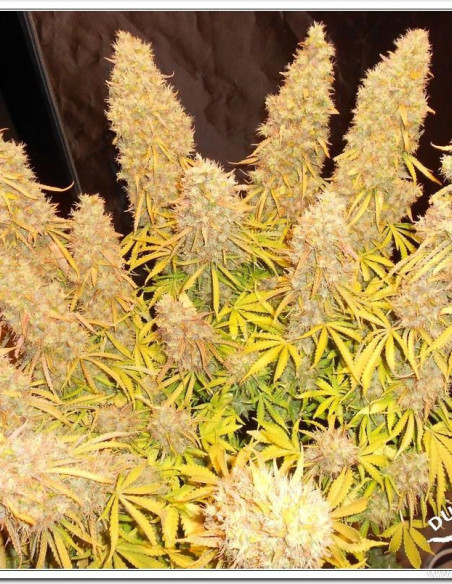 Think Different Auto Feminized (Dutch Passion)-Dutch Passion-GnomesGarden