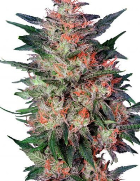 White Widow Feminizowane (Dutch Passion)-Dutch Passion-GnomesGarden