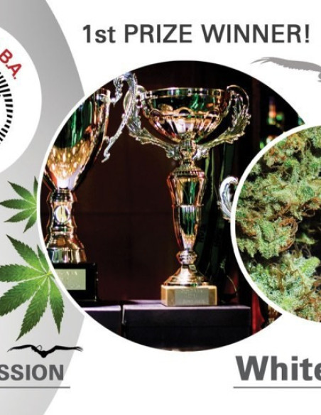 White Widow Feminisierte (Dutch Passion)-Dutch Passion-GnomesGarden