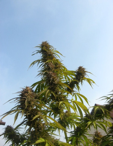 White Widow Feminized (Dutch Passion)-Dutch Passion-GnomesGarden