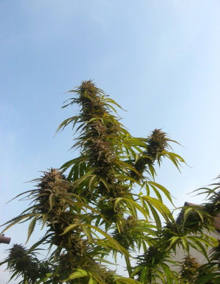 White Widow Feminisierte (Dutch Passion)-Dutch Passion-GnomesGarden