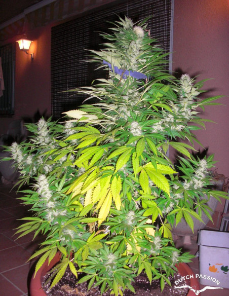 White Widow Feminizowane (Dutch Passion)-Dutch Passion-GnomesGarden