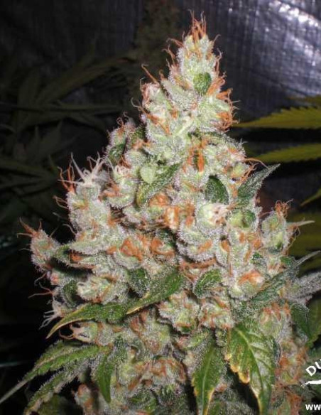 White Widow Feminisierte (Dutch Passion)-Dutch Passion-GnomesGarden