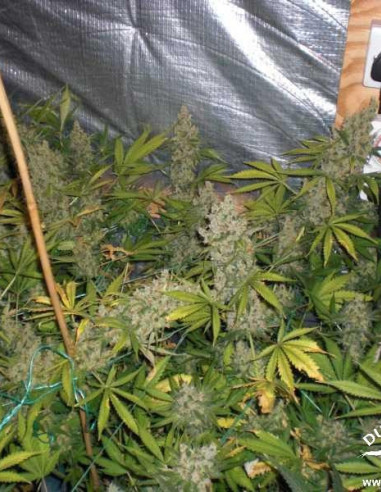 White Widow Feminisierte (Dutch Passion)-Dutch Passion-GnomesGarden